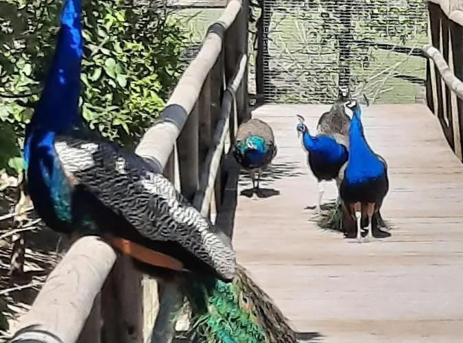 Meisters Schick Im Stryck Willingen